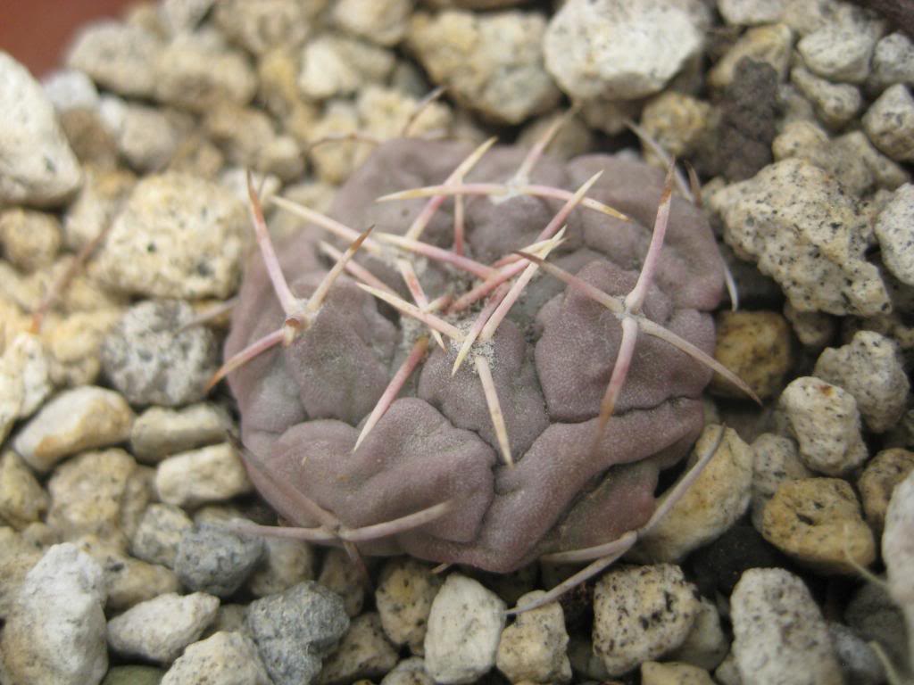 thelocactushexaedrophorus.jpg