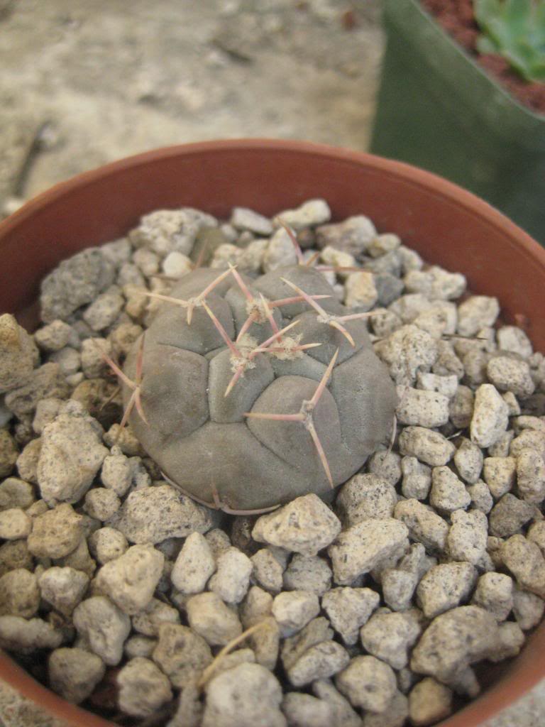 thelocactushexaedrophorus.jpg