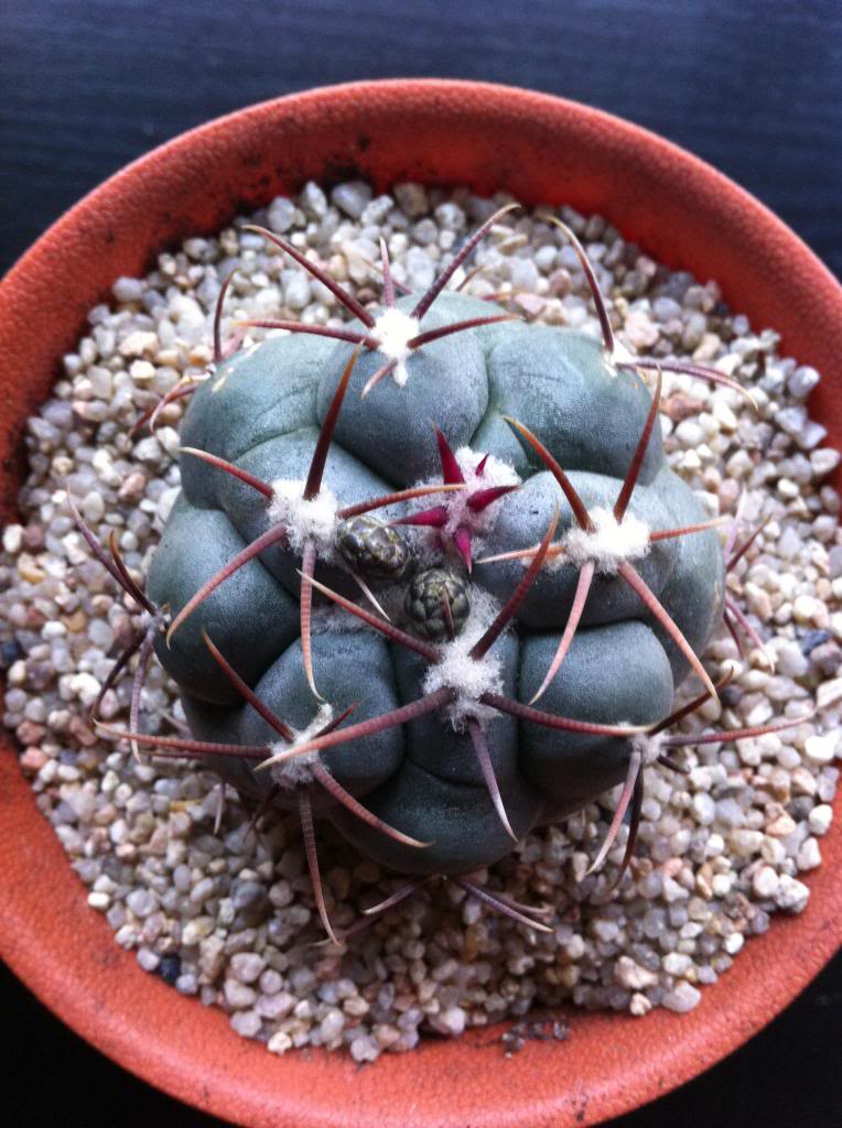 thelocactushexaedrophorusvlloydii_zpsce1d4479.jpg