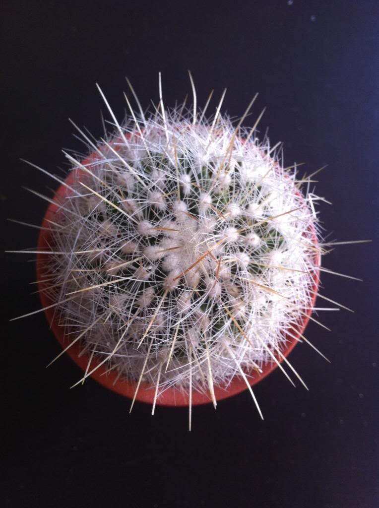 thelocactusmacdowellii_zps5f7eeab5.jpg