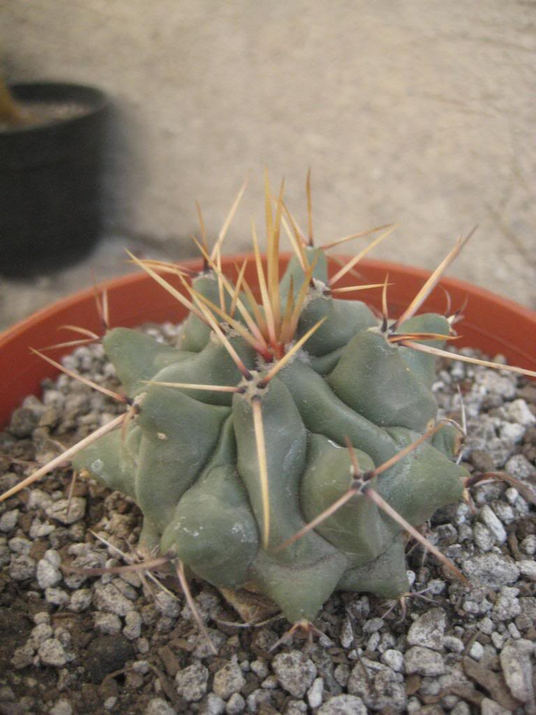 thelocactusrinconensis.jpg