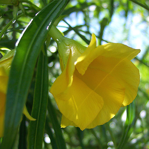 thevetia-peruviana.jpg