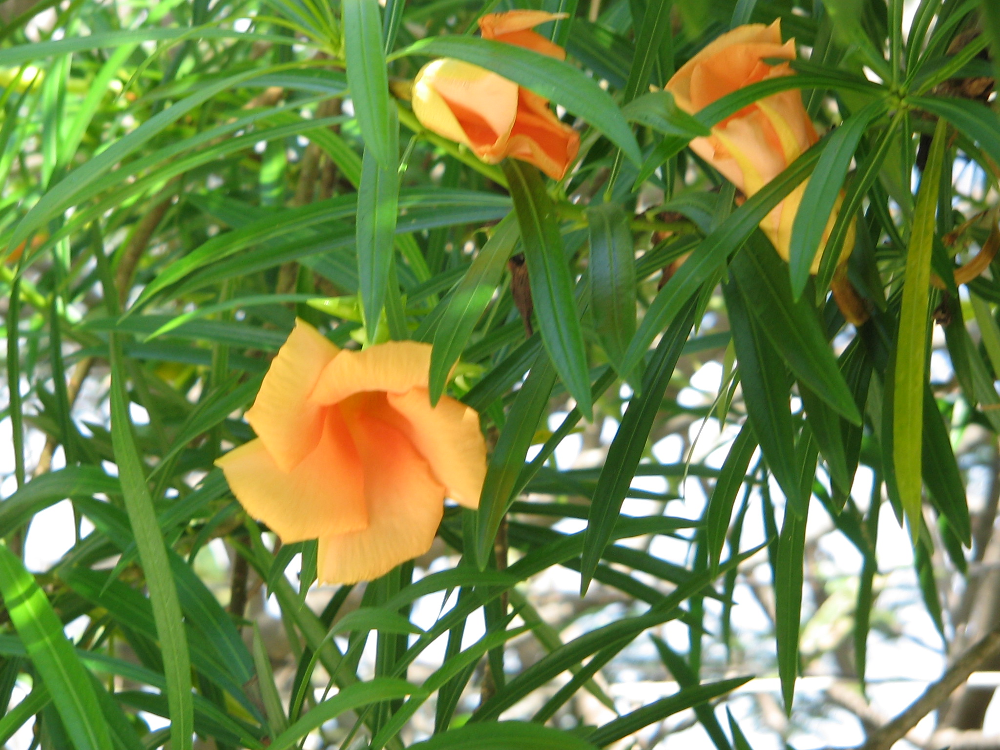 Thevetia_peruviana_aurantiaca.JPG