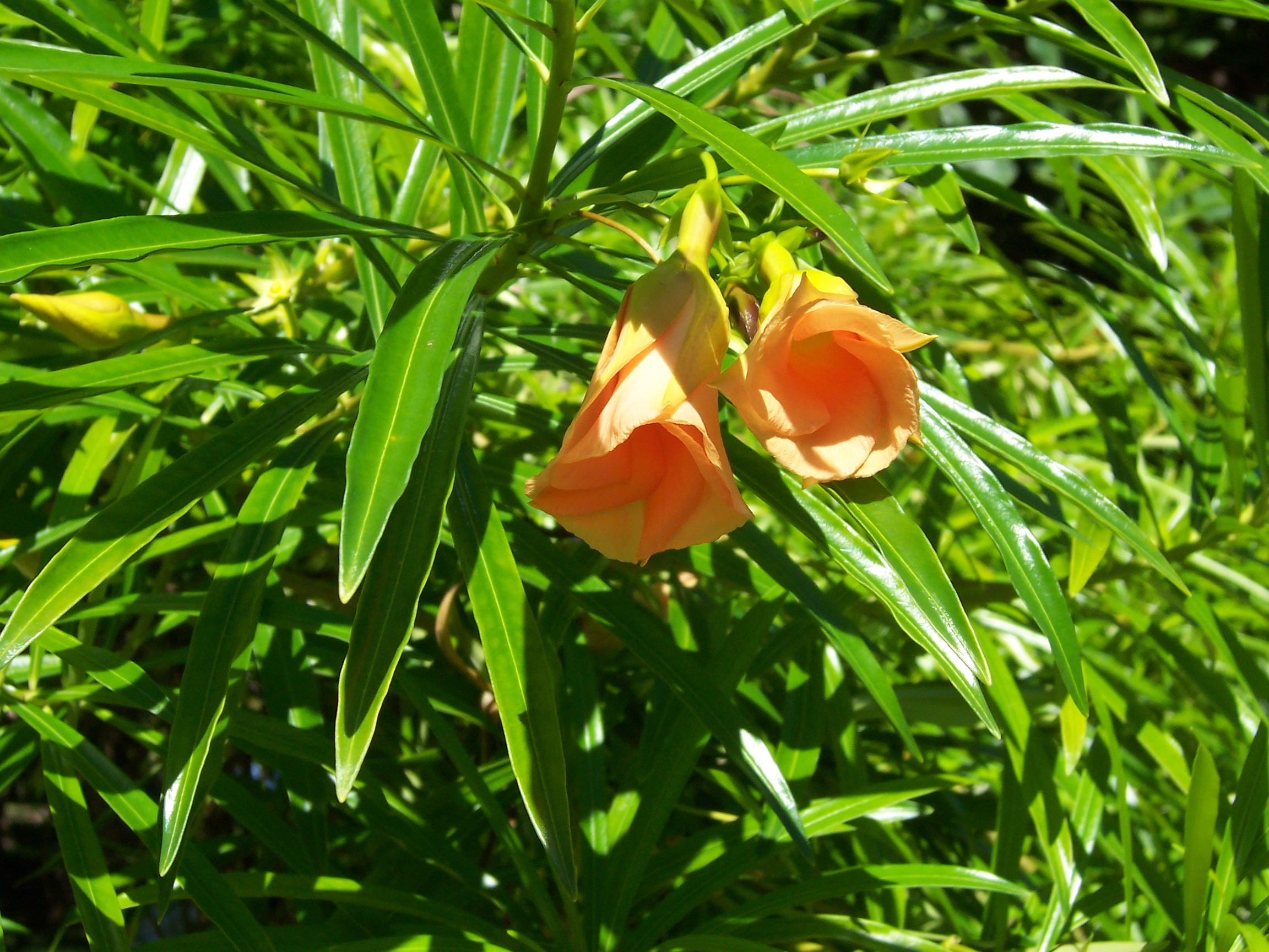 Thevetia_peruviana_flowers.JPG