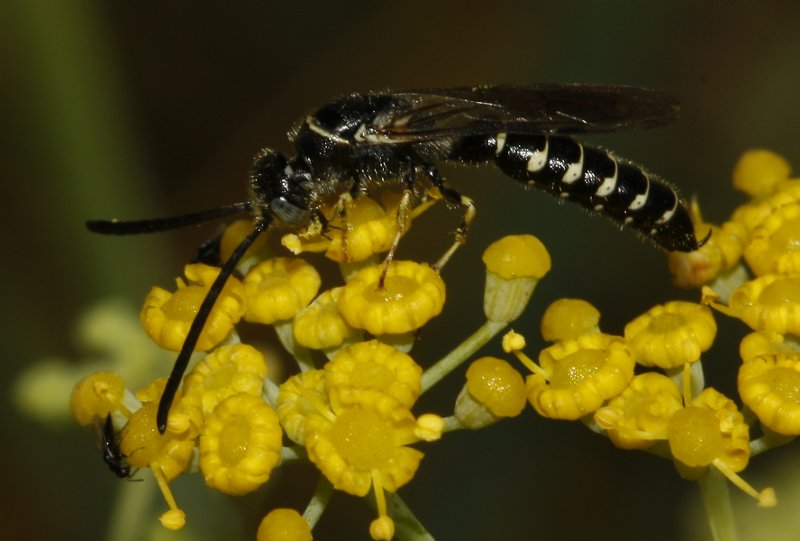 Thipidae_4868.jpg