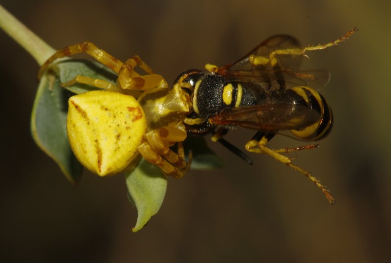 Thomisus%20onustus%20vs%20Philanthus%20sp_4472.jpg