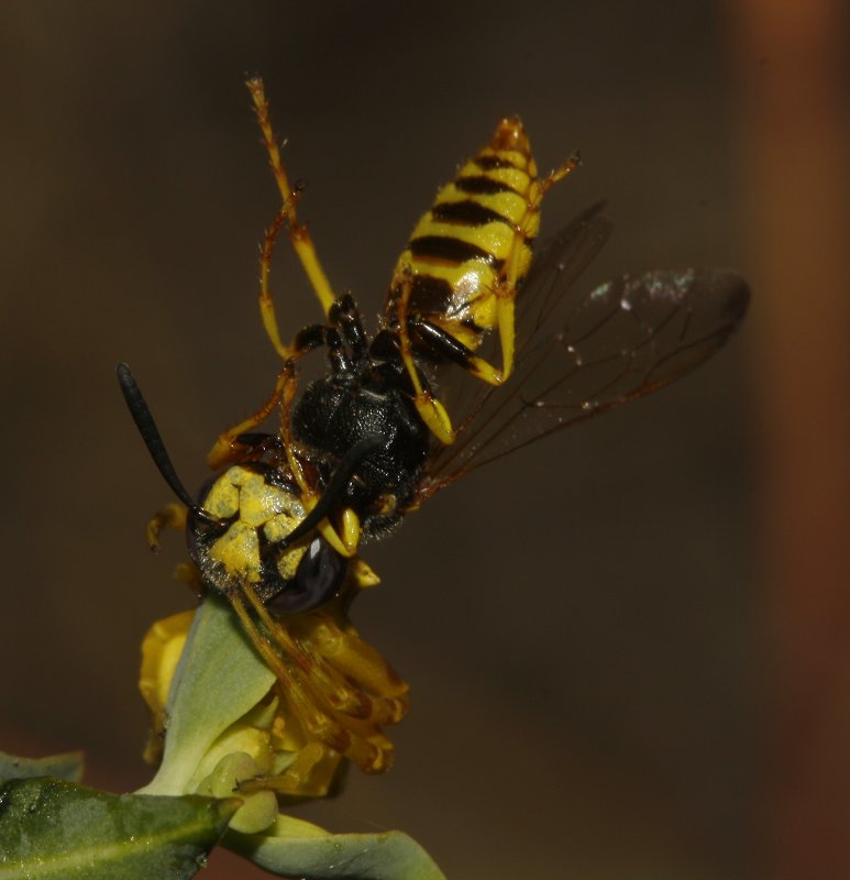 Thomisus%20onustus%20vs%20Philanthus%20sp_4473.jpg