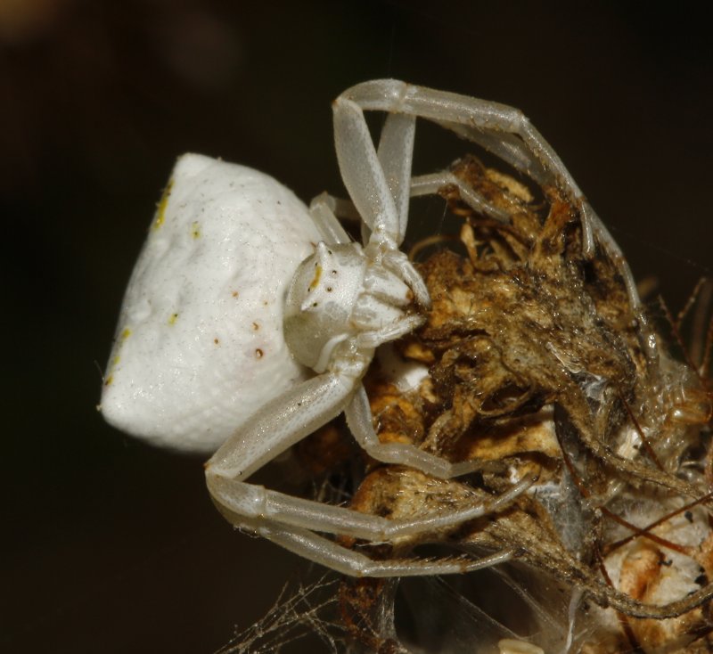 Thomisus%20onustus_4154.jpg