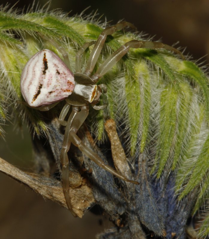 Thomisus%20onustus_4161.jpg