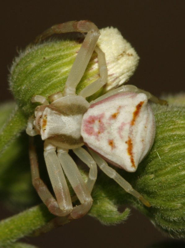 Thomisus%20onustus_4248.jpg