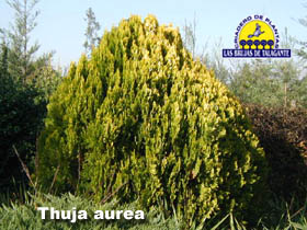 Thuja%20aurea%20pan1bweb1%20copia.jpg
