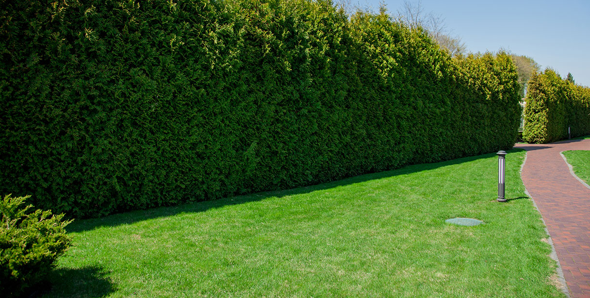 thuja-occidentalis-brabant-privacy-hedges.jpg