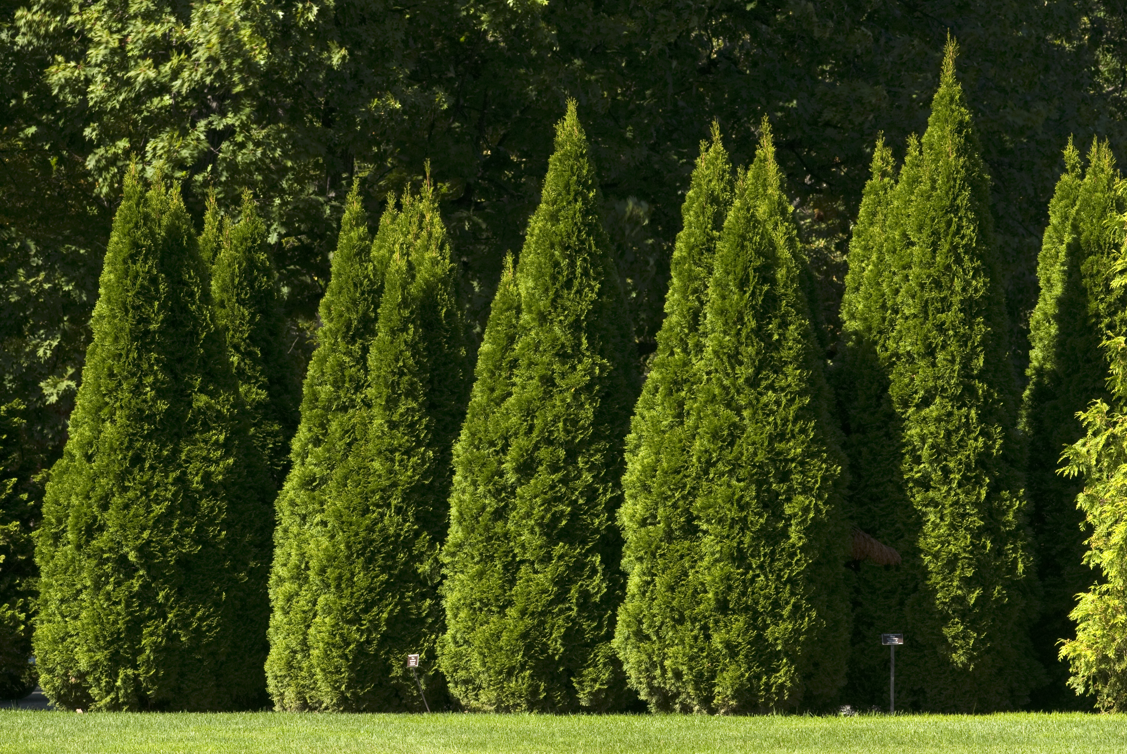 Thuja_occidentalis_Smaragd_IV_04.jpg