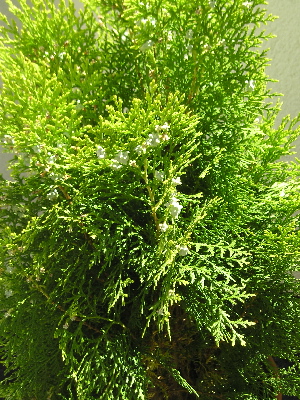 ThujaOccidentalis.jpg