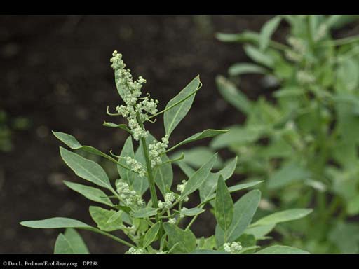 thumb50_Quinoa_Chenopodium_quinoa_plant_DP298.jpg