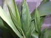 thumb_-%3D%20Aspidistra%20reducida2%20%3D-.jpg
