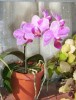 thumb_000_0658a.jpg