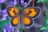 thumb_02_Pyronia_tithonus.jpg