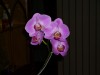 thumb_1.%20Phal%20dic05.JPG