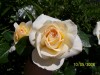 thumb_100_0151%7E0.JPG