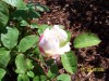 thumb_100_0153%7E1.JPG