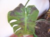 thumb_100_0155%7E0.JPG