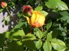 thumb_100_0155%7E1.JPG