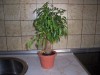thumb_100_0162%7E0.JPG