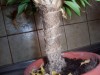 thumb_100_0163%7E0.JPG