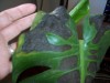 thumb_100_0166%7E0.JPG