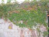 thumb_109_0951.JPG
