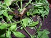 thumb_albahaca12.JPG