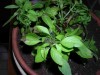 thumb_albahaca13.JPG