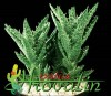 thumb_Aloe%20squarrosa.jpg