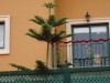 thumb_Arboles%20vecino%20002.jpg