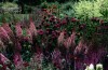 thumb_astilbe_monarda.jpg