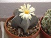 thumb_astrophitum%20microstigma.jpg