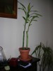 thumb_bambu1.JPG