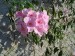 thumb_bignonias1mini.JPG