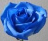 thumb_blue%20rose.jpg