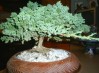 thumb_bonsai.JPG