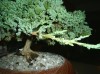 thumb_bonsai001.JPG