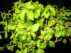 thumb_bonsai1%7E3.jpg