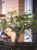 thumb_bonsai2a.JPG
