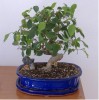 thumb_bonsai_2.jpg
