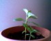 thumb_BROTE%20%282%29.jpg