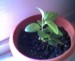 thumb_BROTE%7E0.jpg