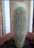 thumb_cactus%7E7.JPG