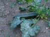 thumb_calabacin.JPG
