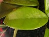 thumb_carnosa%20taiwan.jpg